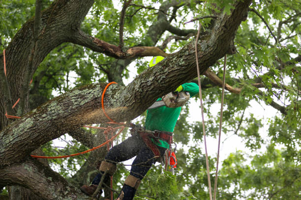 Reliable Steger, IL Tree Services Solutions